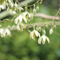 Furcraea foetida (L.) Haw.